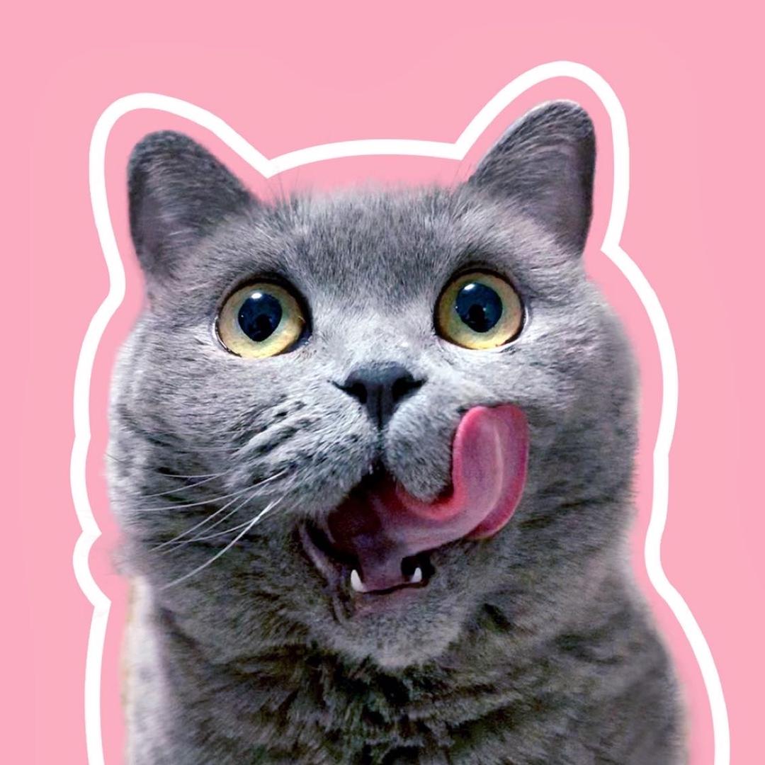 萌猫豆汁儿