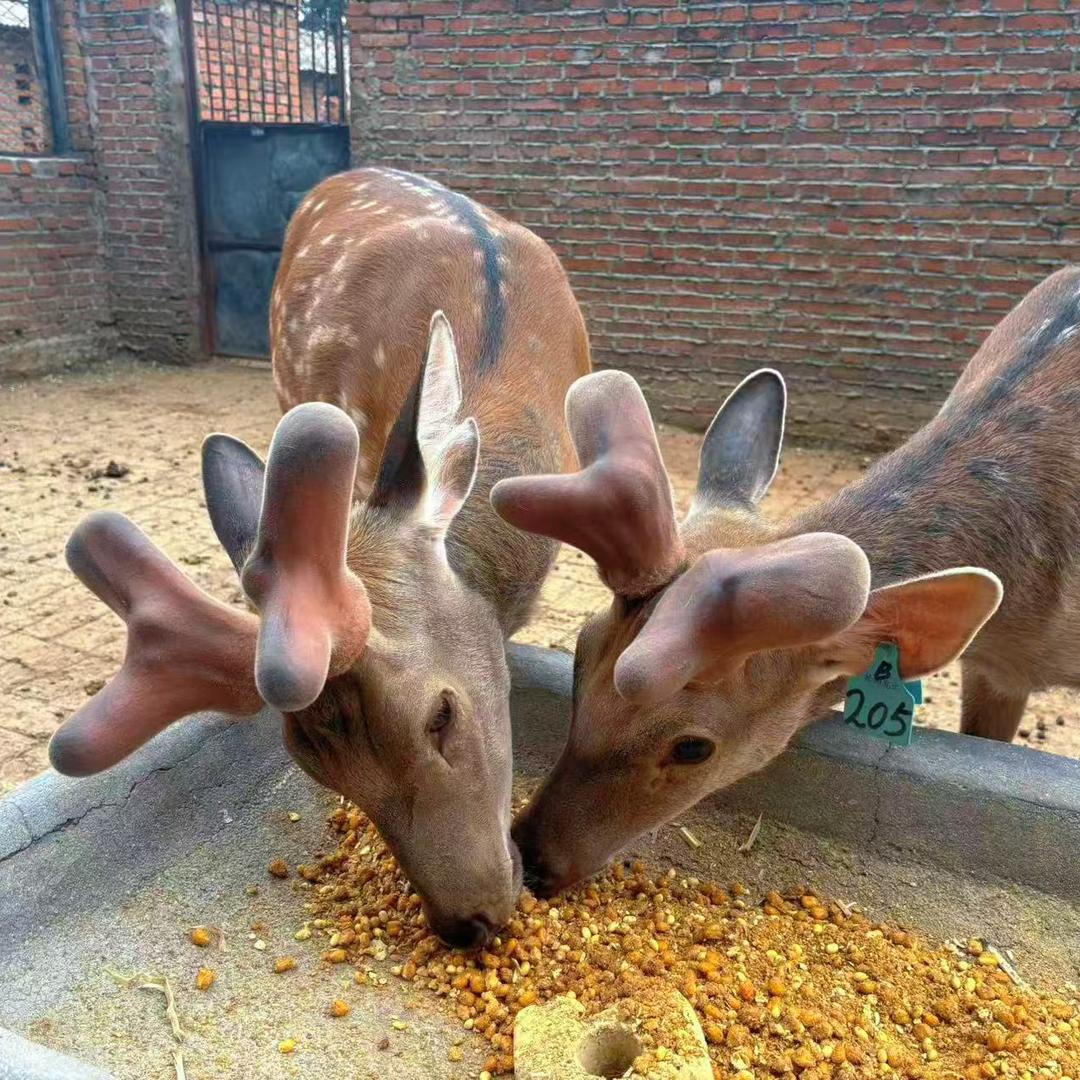 东北养鹿的🦌