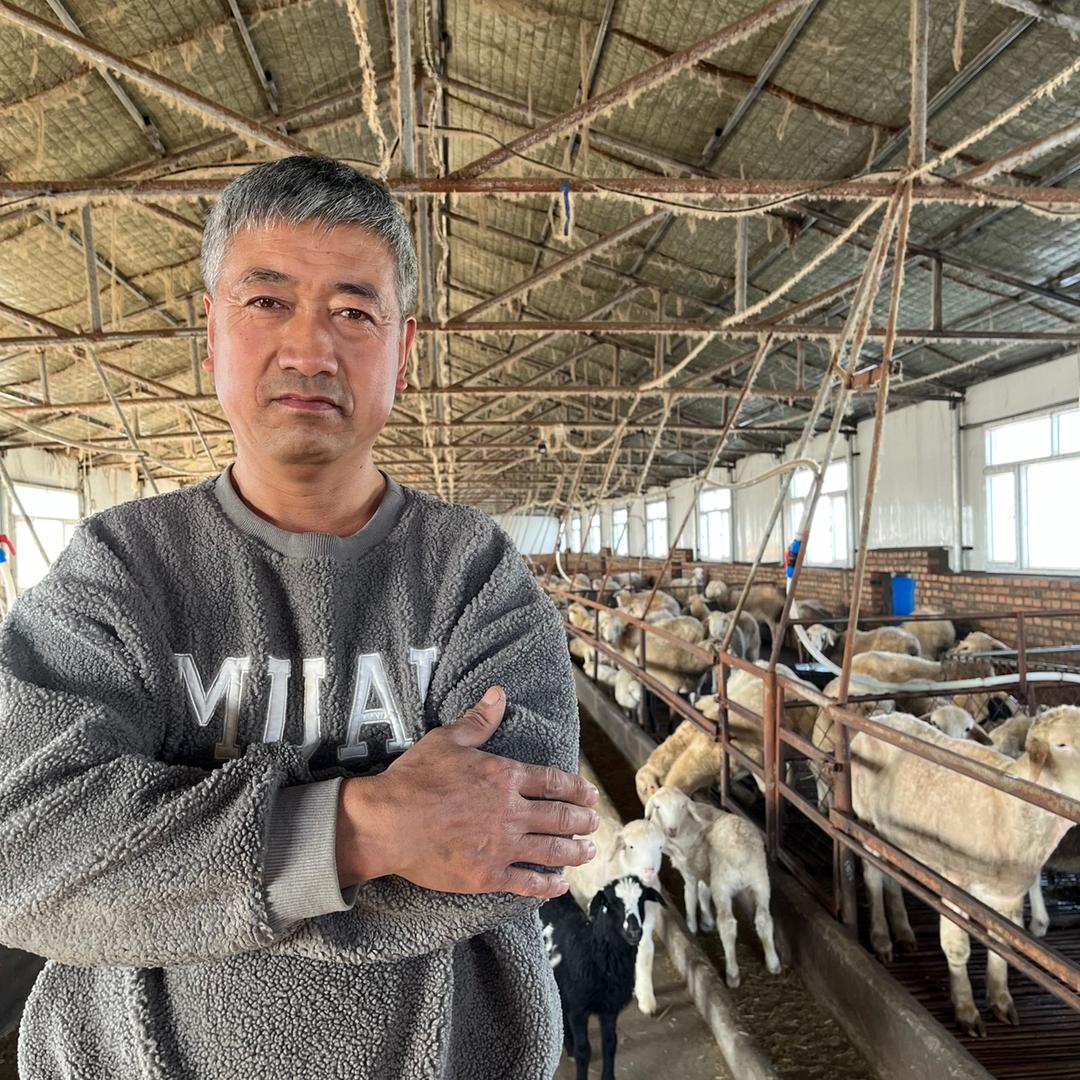 安达老曹带你养羊