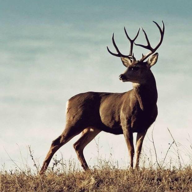 东锋鹿业·鹿心丸