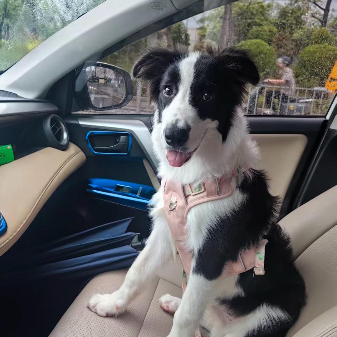 🐶边牧柚子