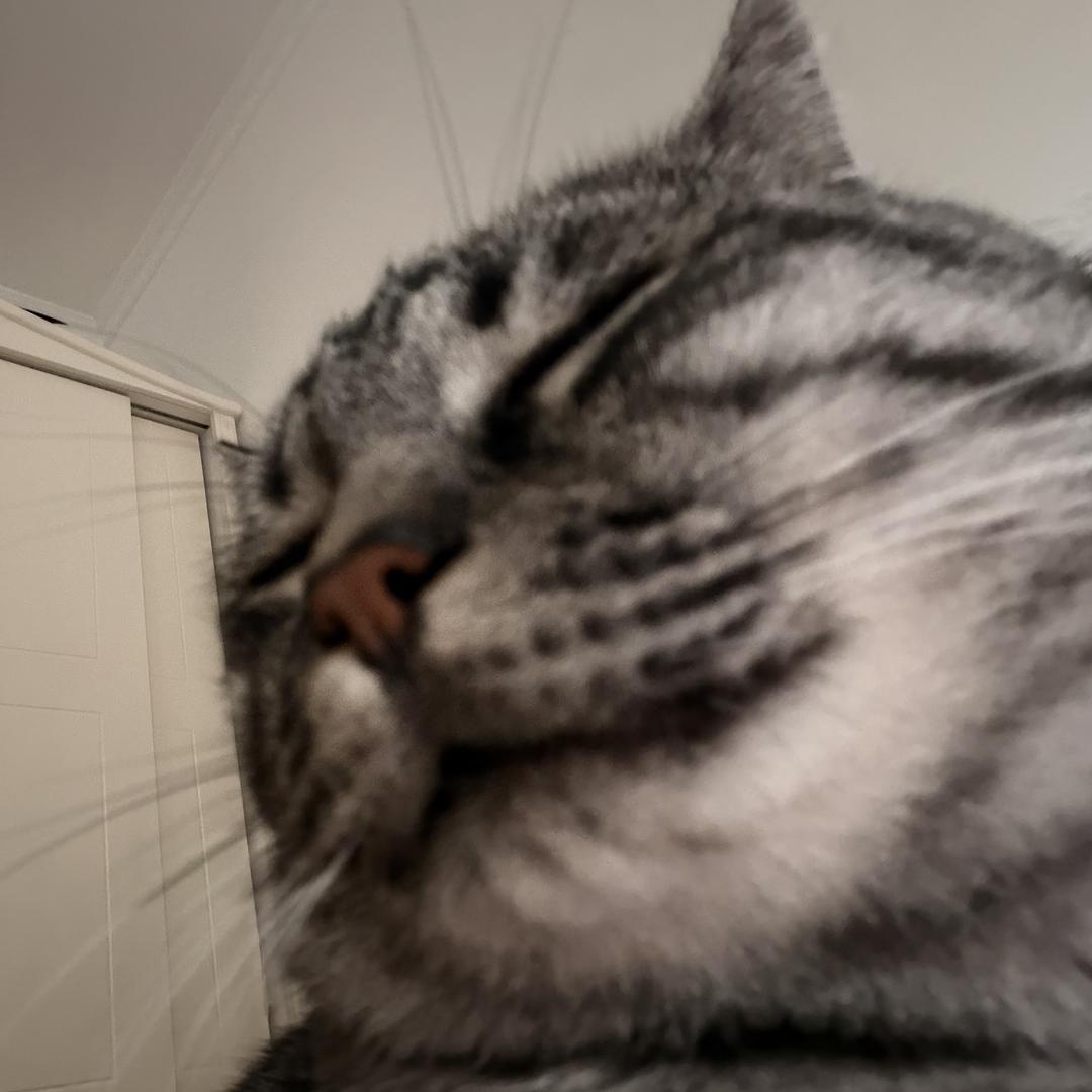 活在梦里的鸢鸢 Iris