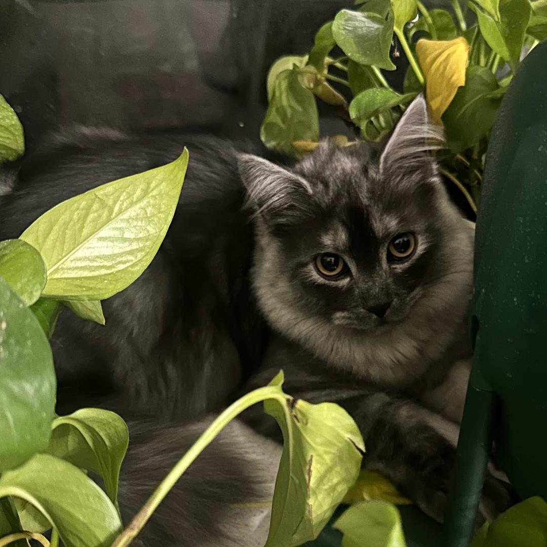 葡萄大王降临！