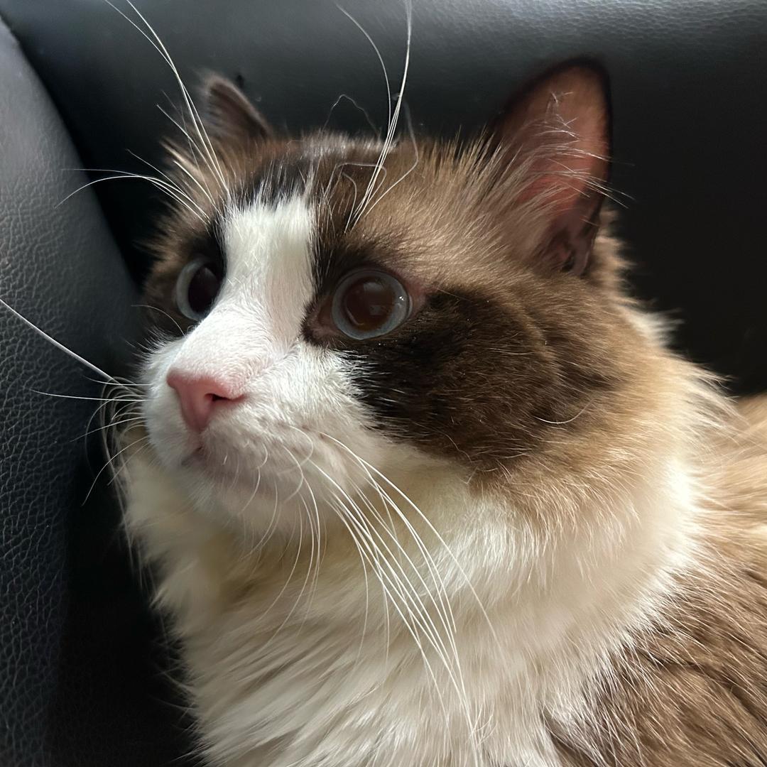 美刀铲屎官🐱