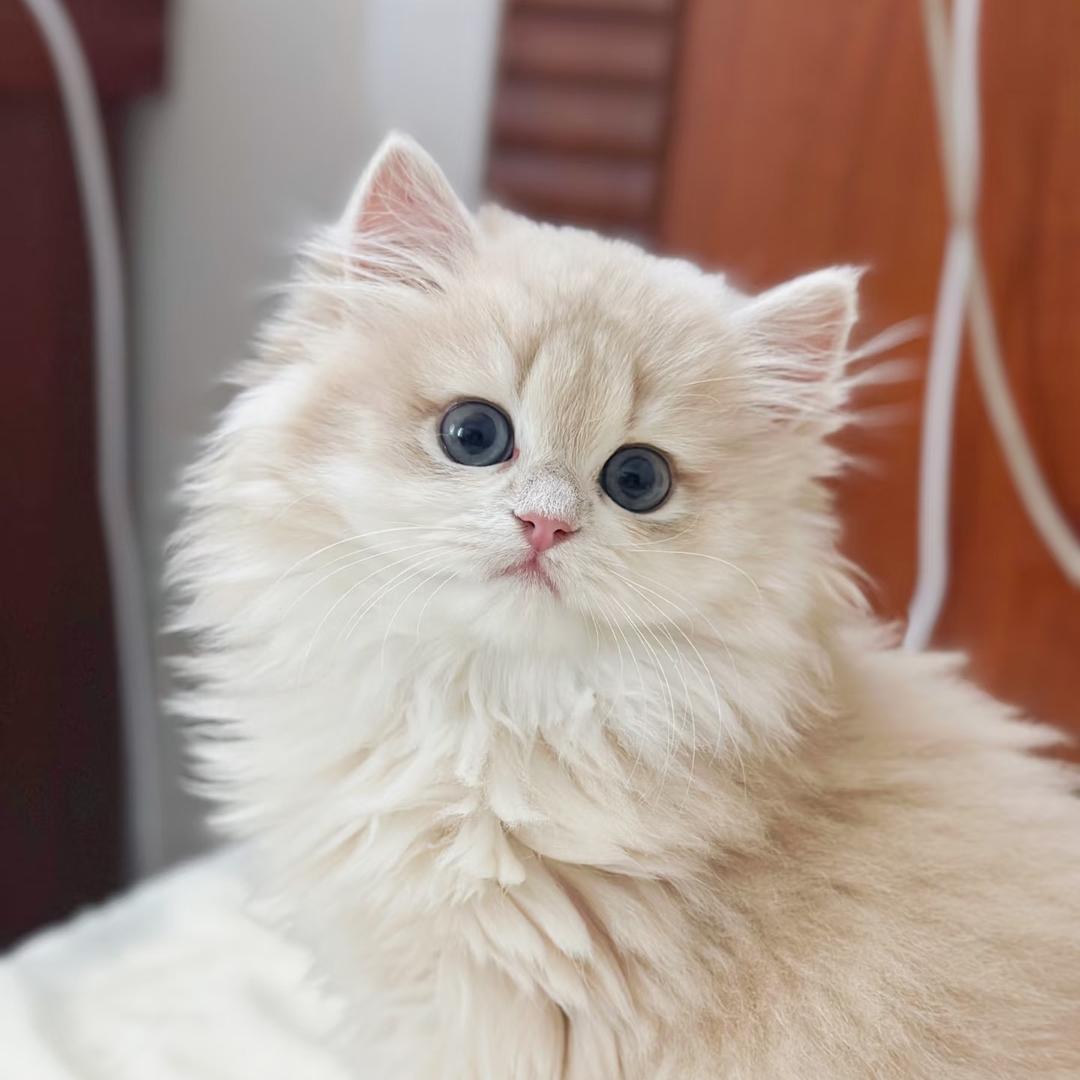 喵喵小队🐱