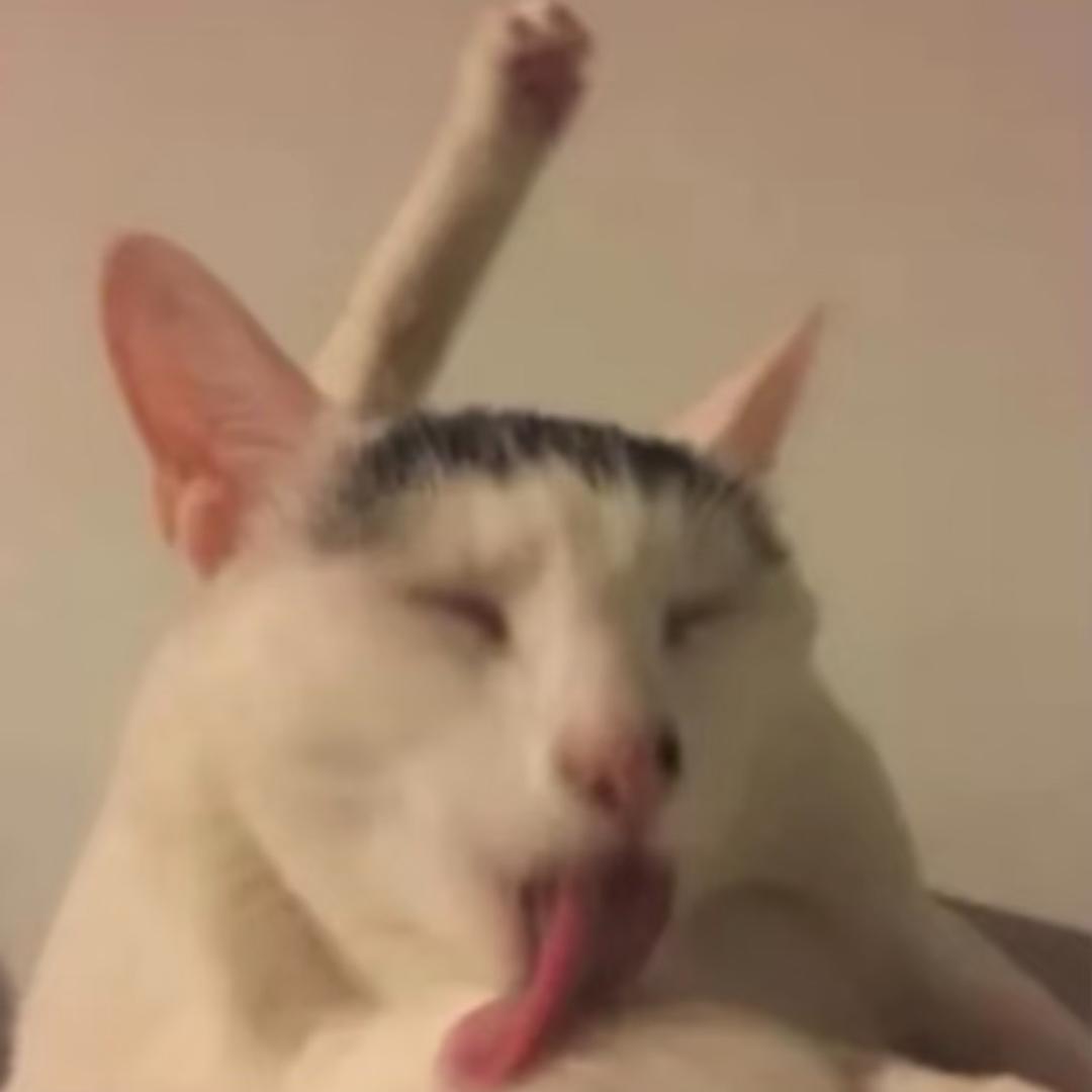 小猫放屁导致全球变暖