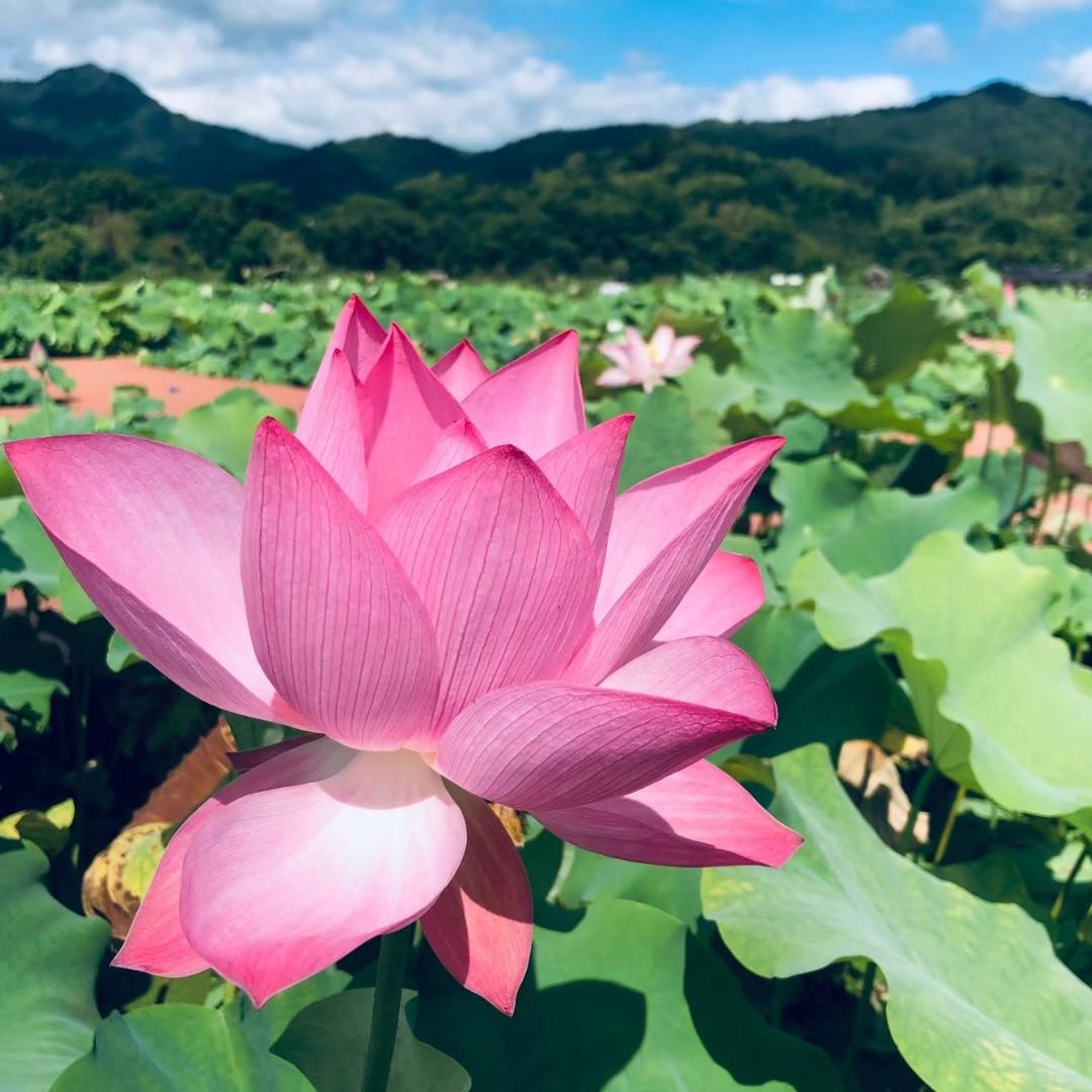 林玲