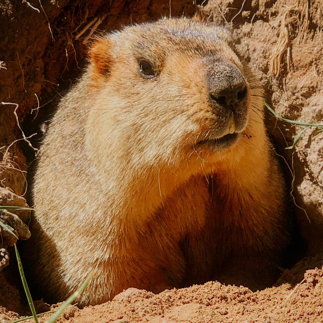 放弃疯狂取经的牧羊人