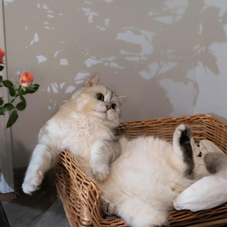 豆沙猫
