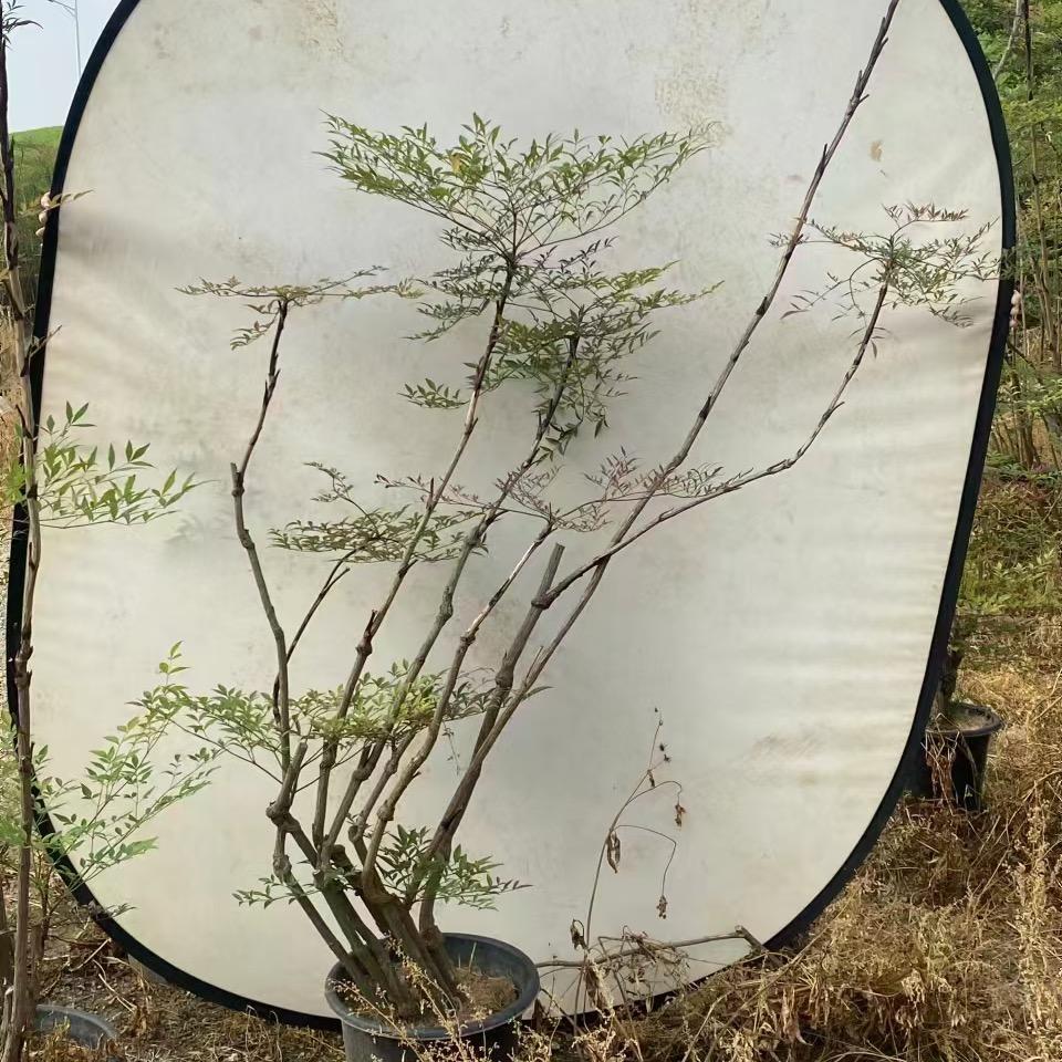 华连繁盛园艺场