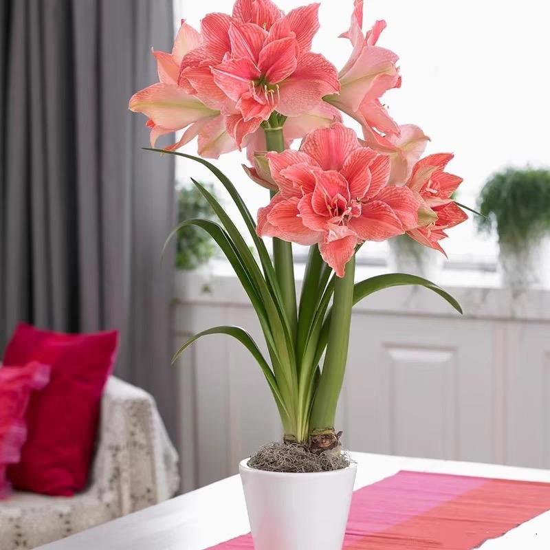 花与你园艺