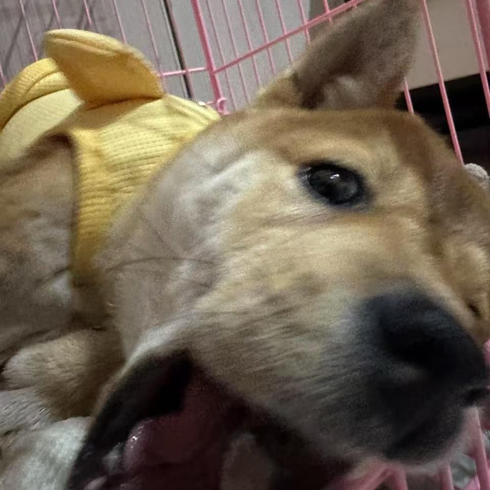 小犬初七