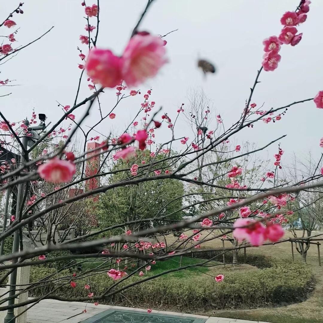 布依人