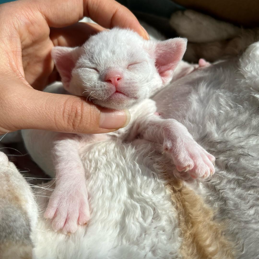 百变萌猫