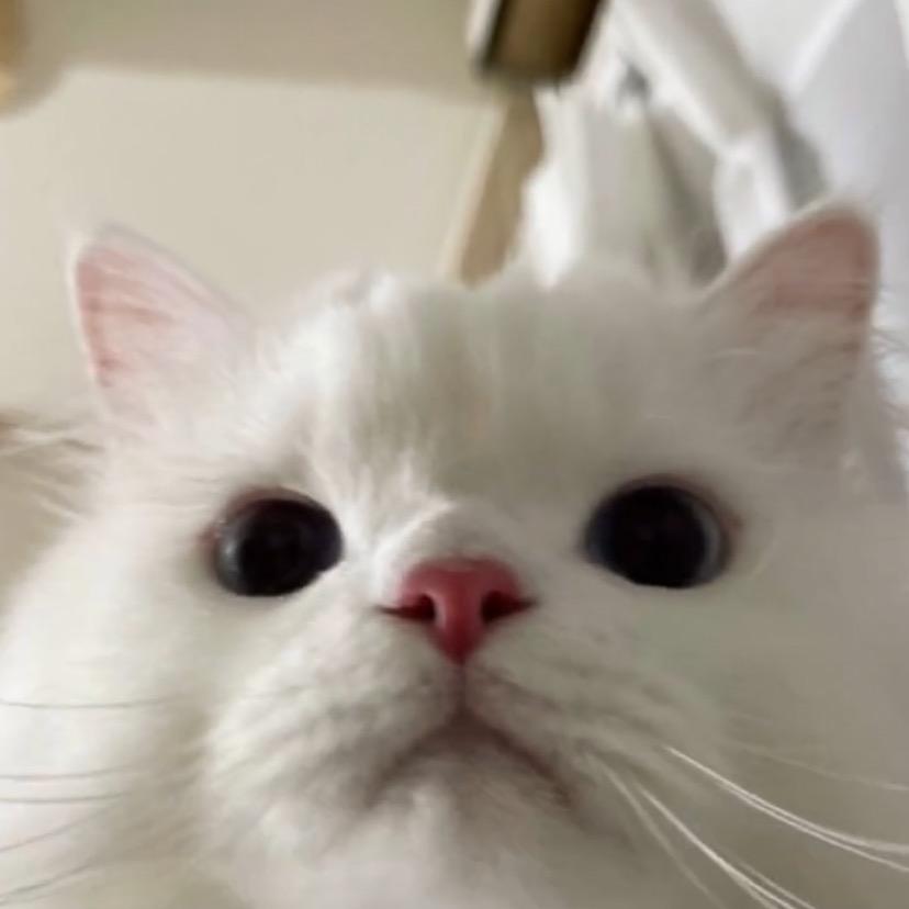 一只小莹
