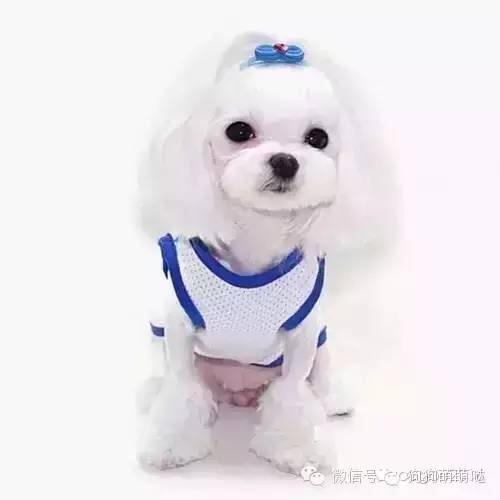 萌萌毛孩子