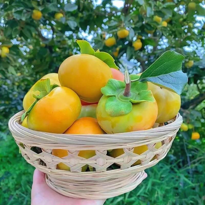 桂林鑫文鲜果优品