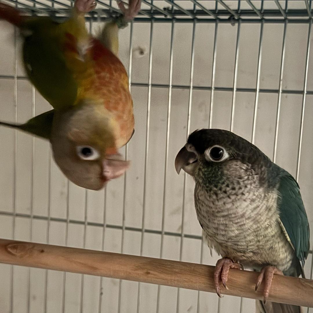 昆明。手养鹦鹉🦜还回收出坑鸟。