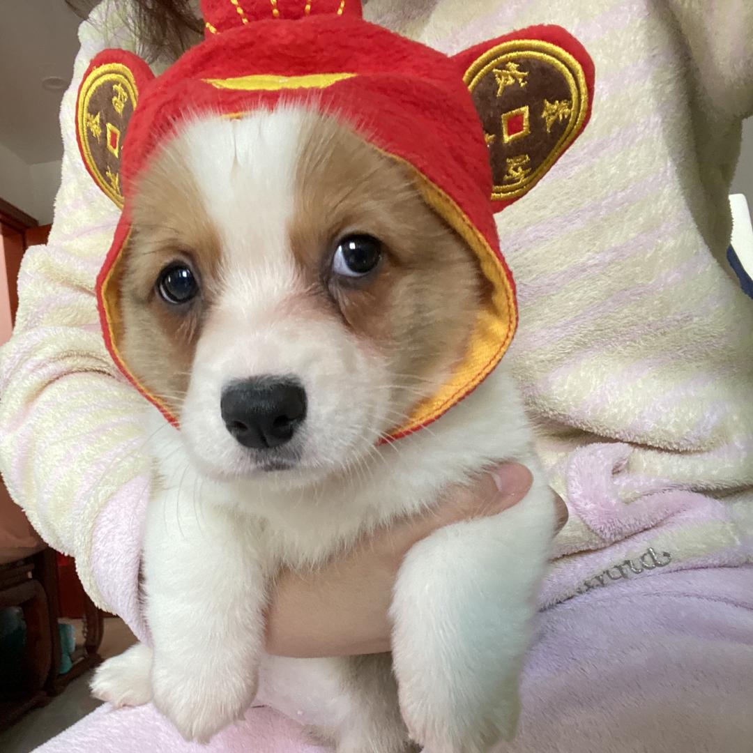 旺财爱翻白眼