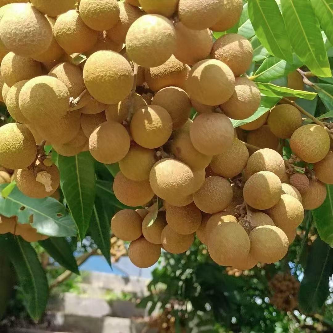 阿柱的果园日记