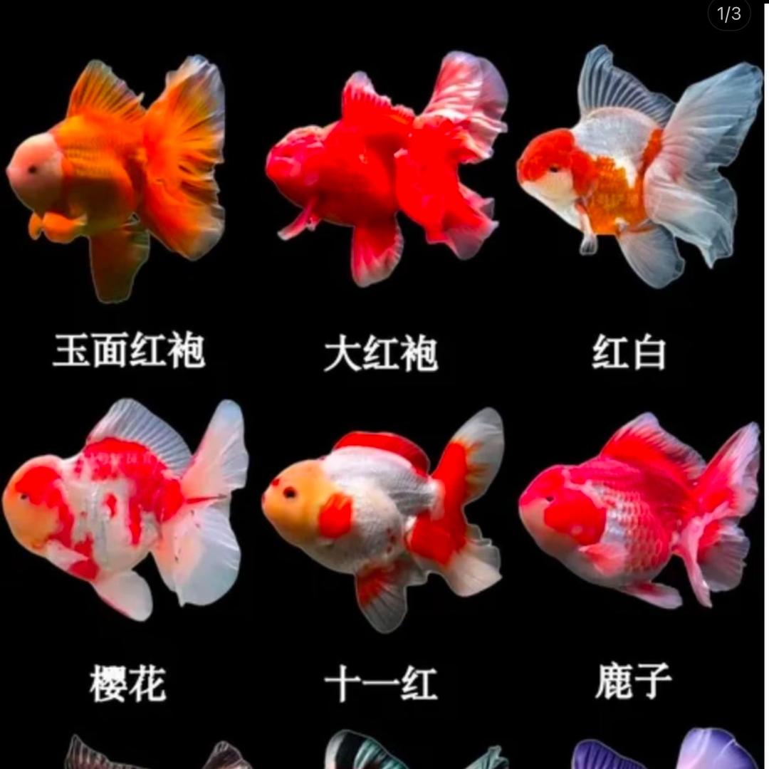 小鱼妹的梦幻水族