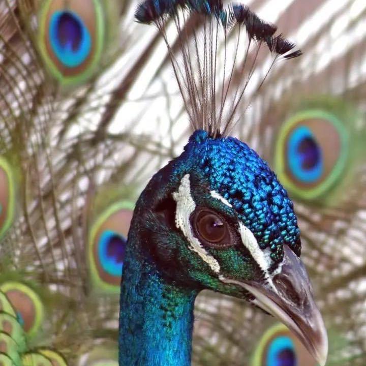 怕孔雀的鹿小姐