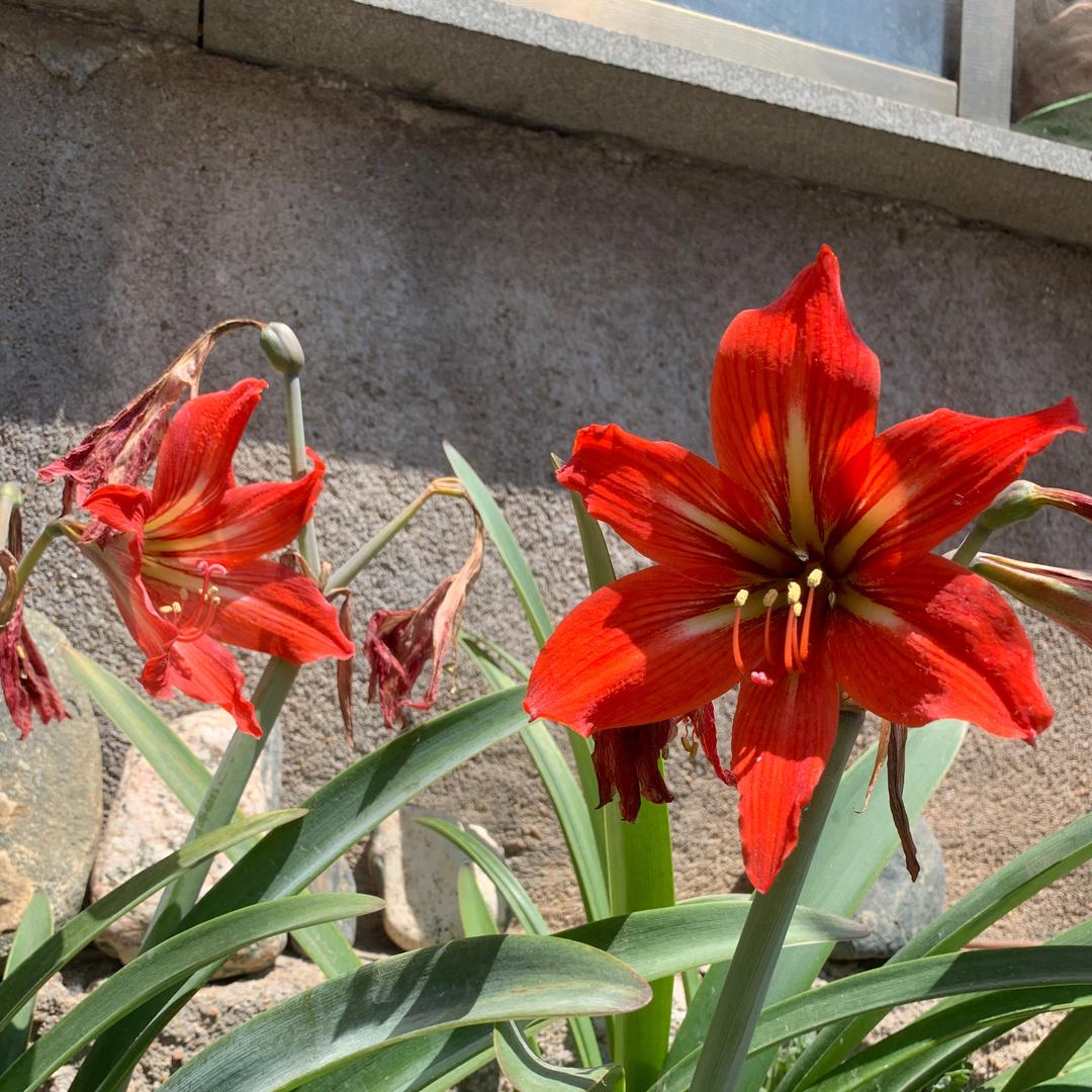 ⭐⭐
