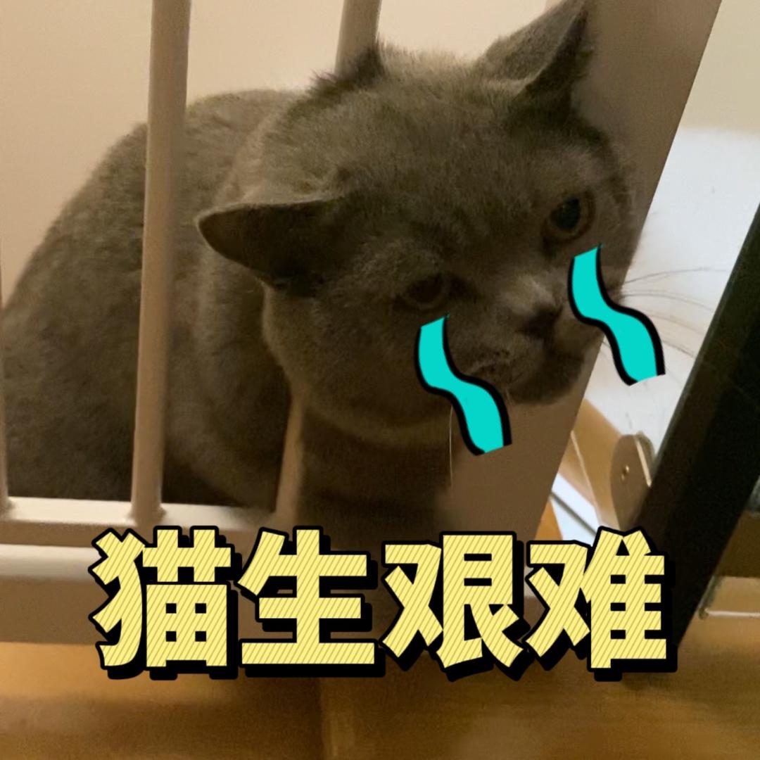 柴猫日记
