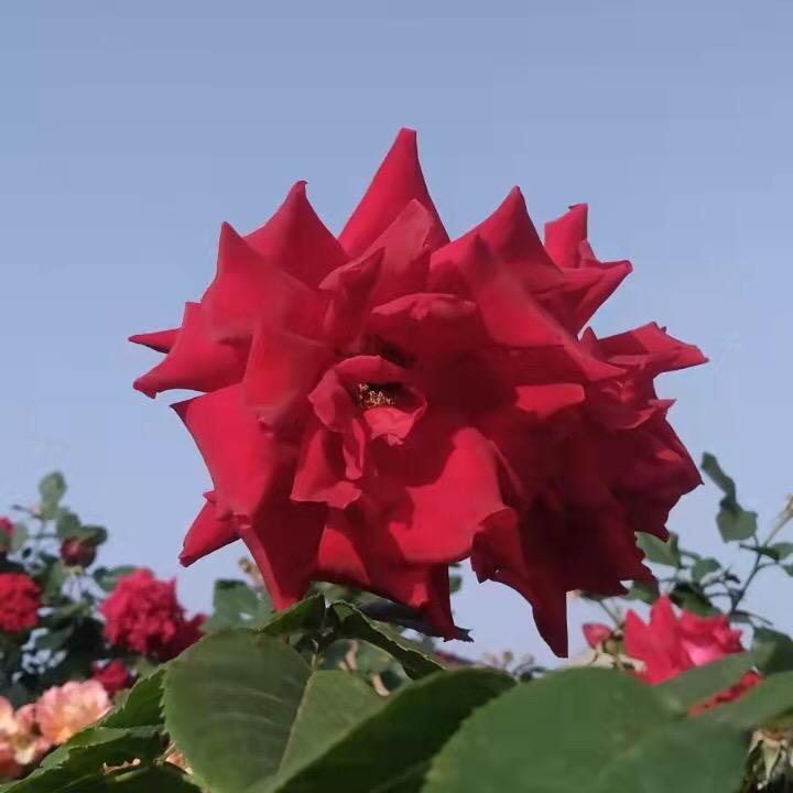 余生（脚气粉代理）