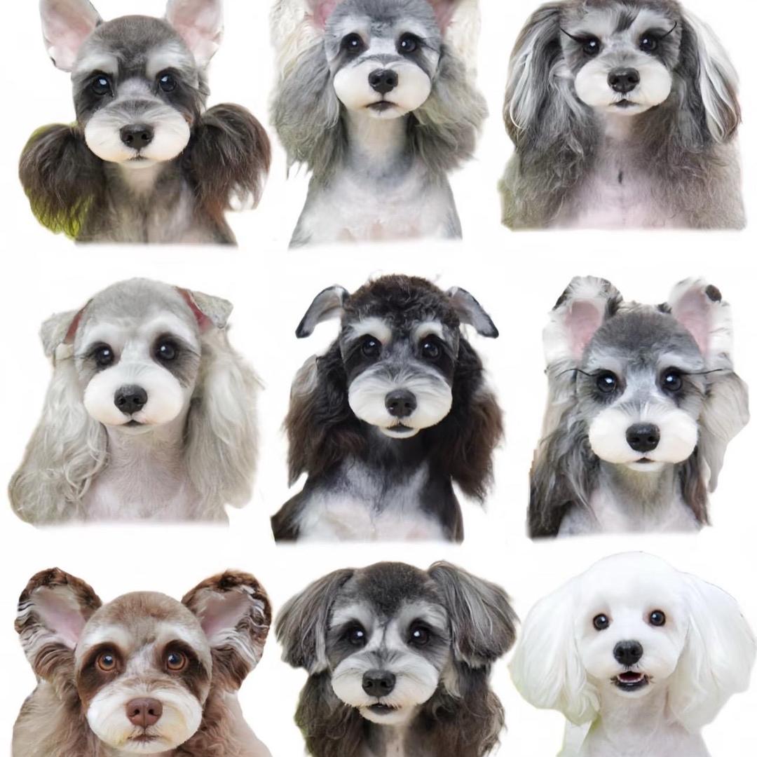 阿克苏宠贝坊活体宠物直播间（小号）