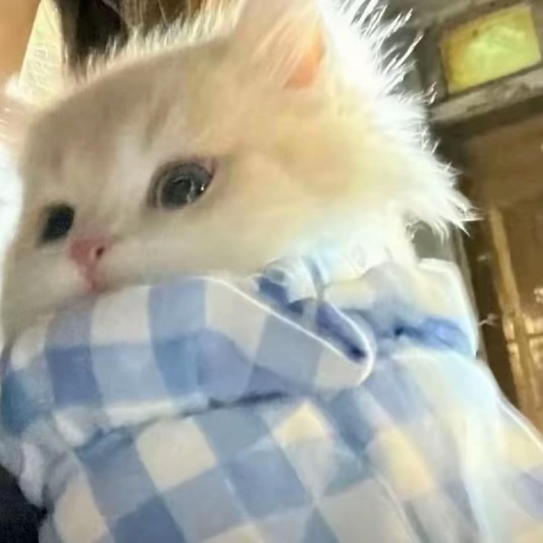 做我的猫
