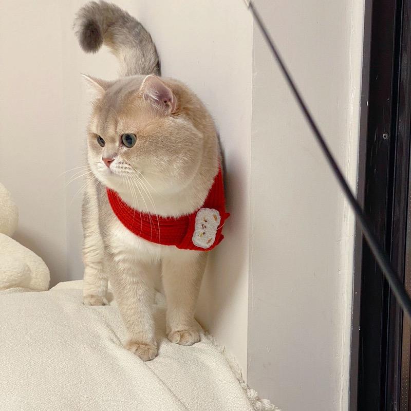 家有猫几只