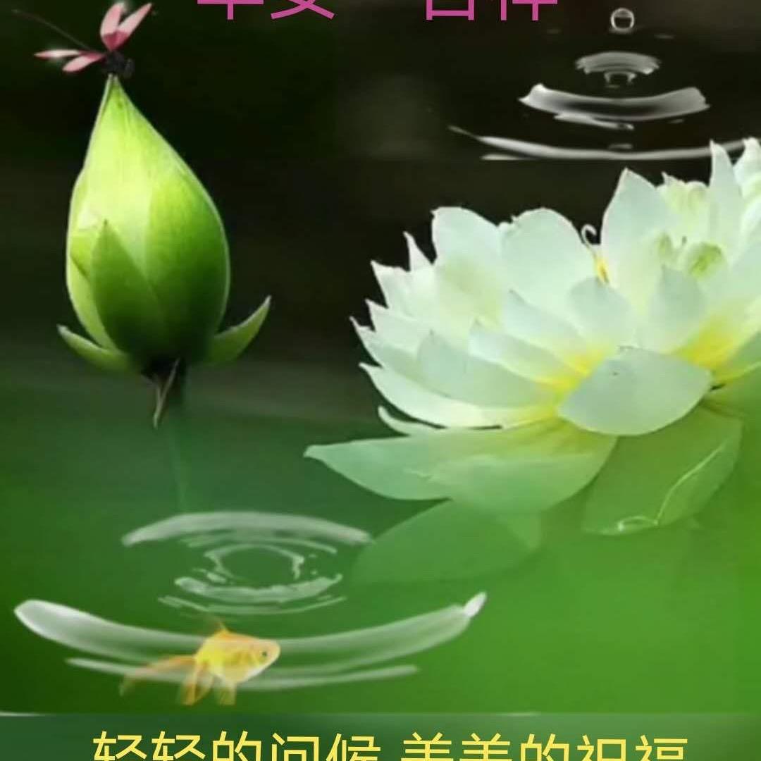 晨雨
