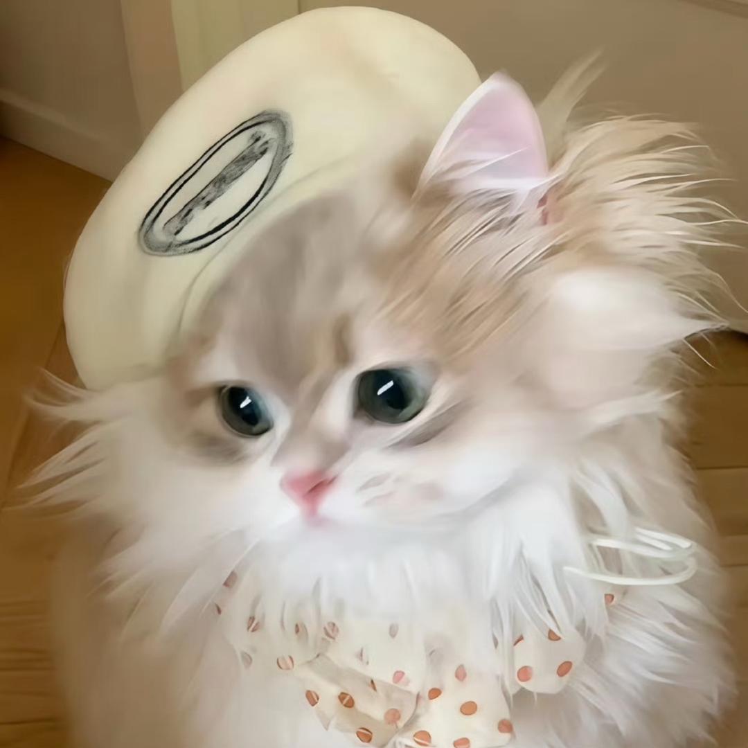 小猫碎碎念