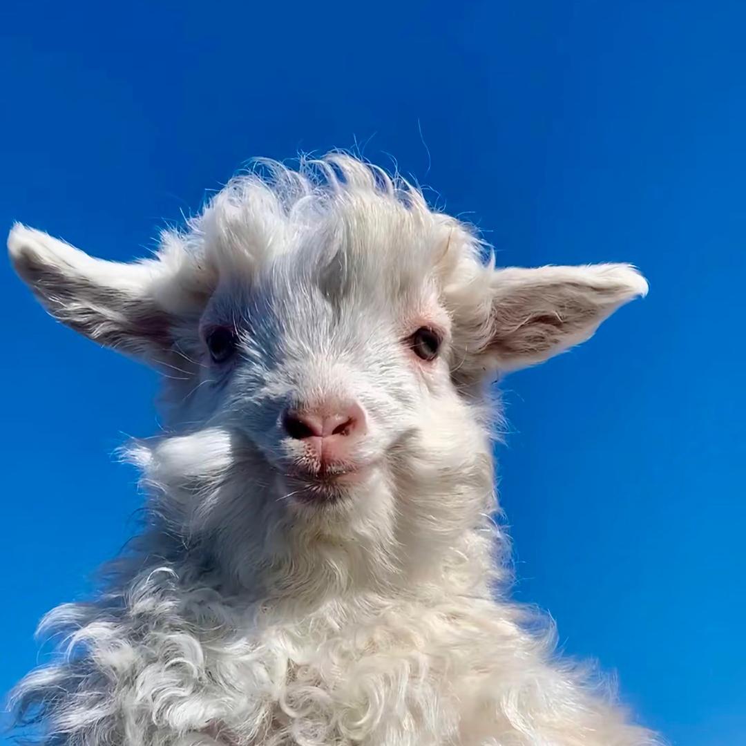 昭昭幸运亿佰加