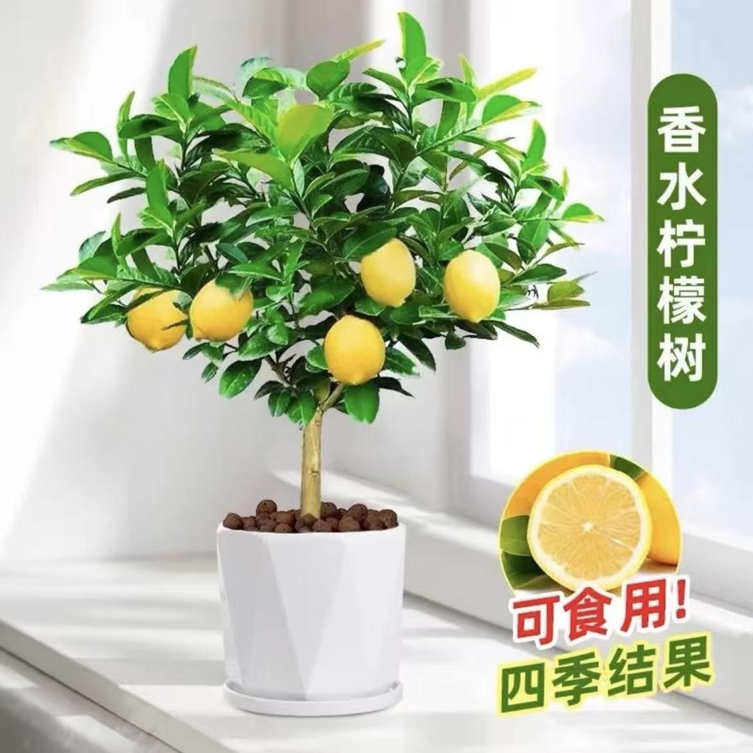 元花梦花景姿果树苗木专卖店