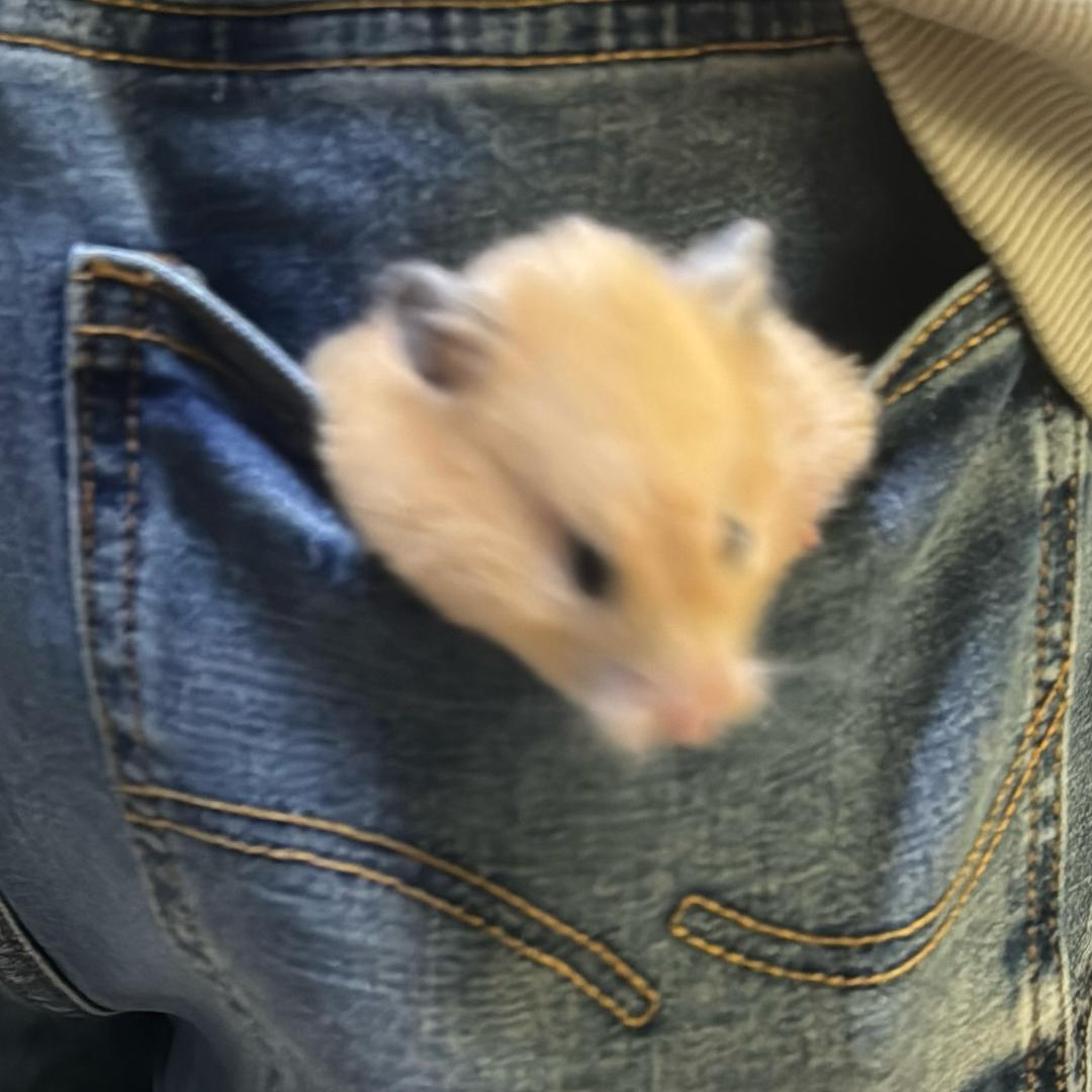 小鼠