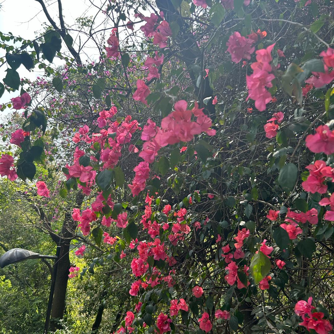 平安健康是福