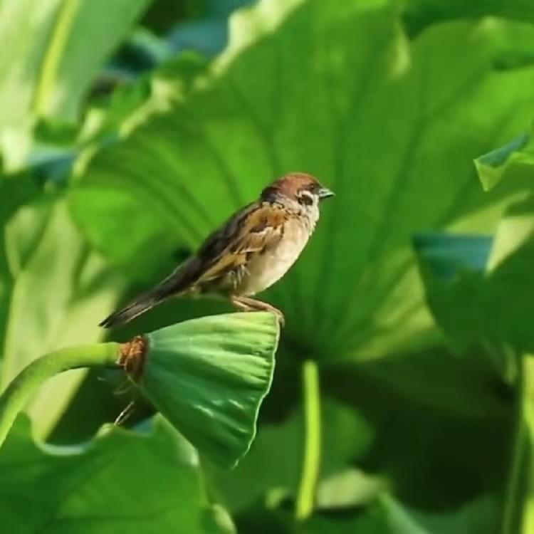 西北人