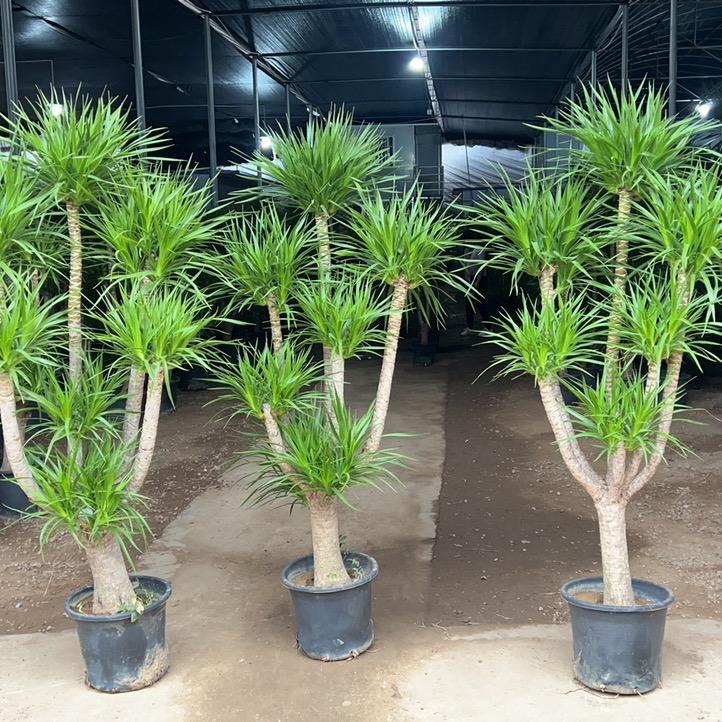 花之精灵绿植基地严选