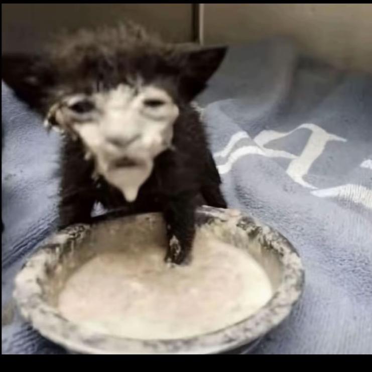 黑龙江大馋B-o.O