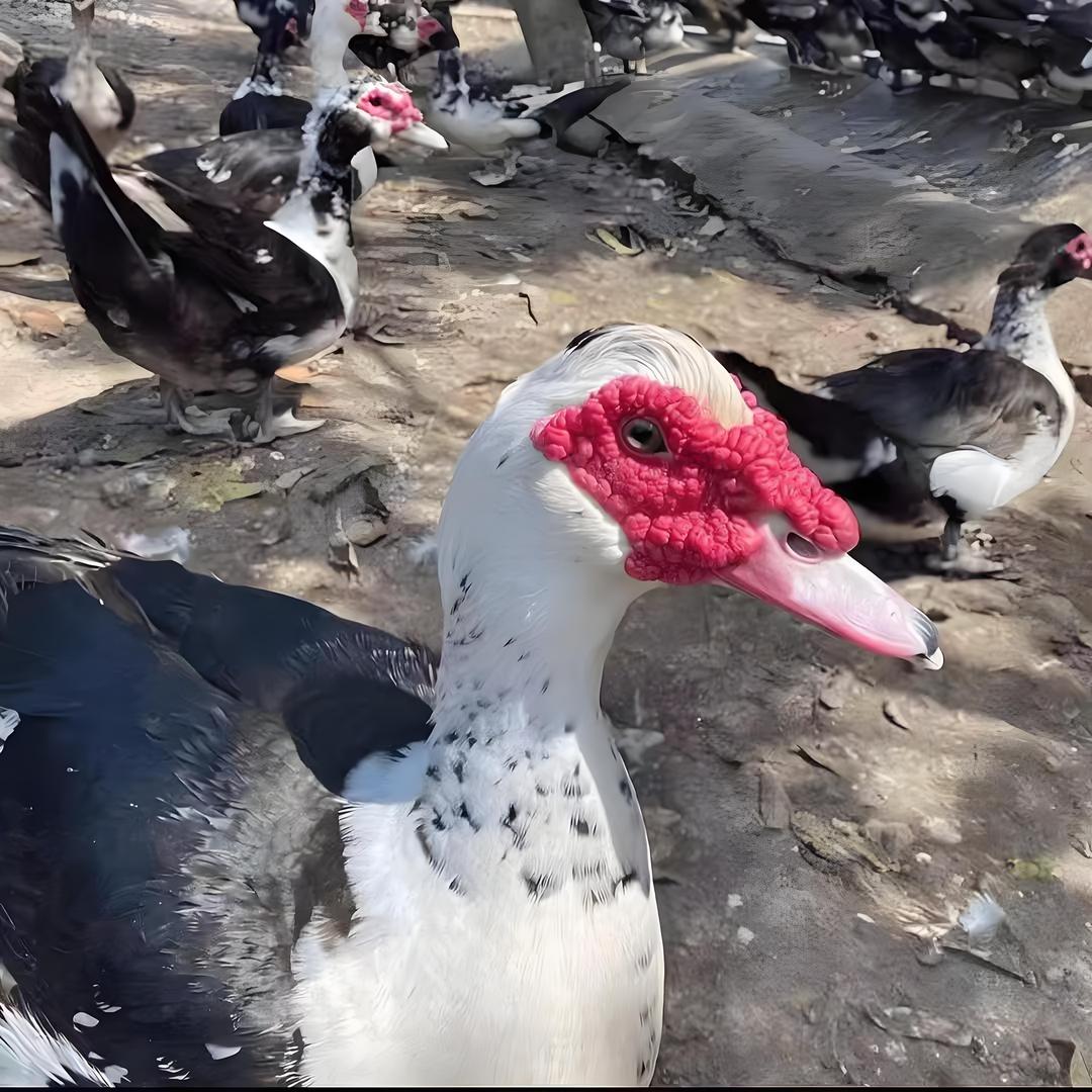 宸品源头工厂