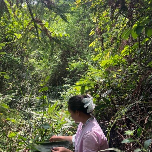 溆浦晚澄农副产品（专业做紫苏）