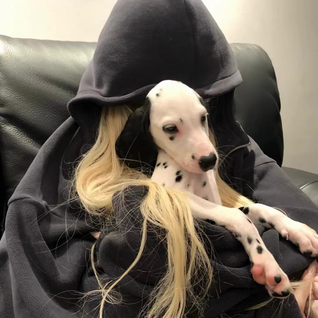 狗梨-