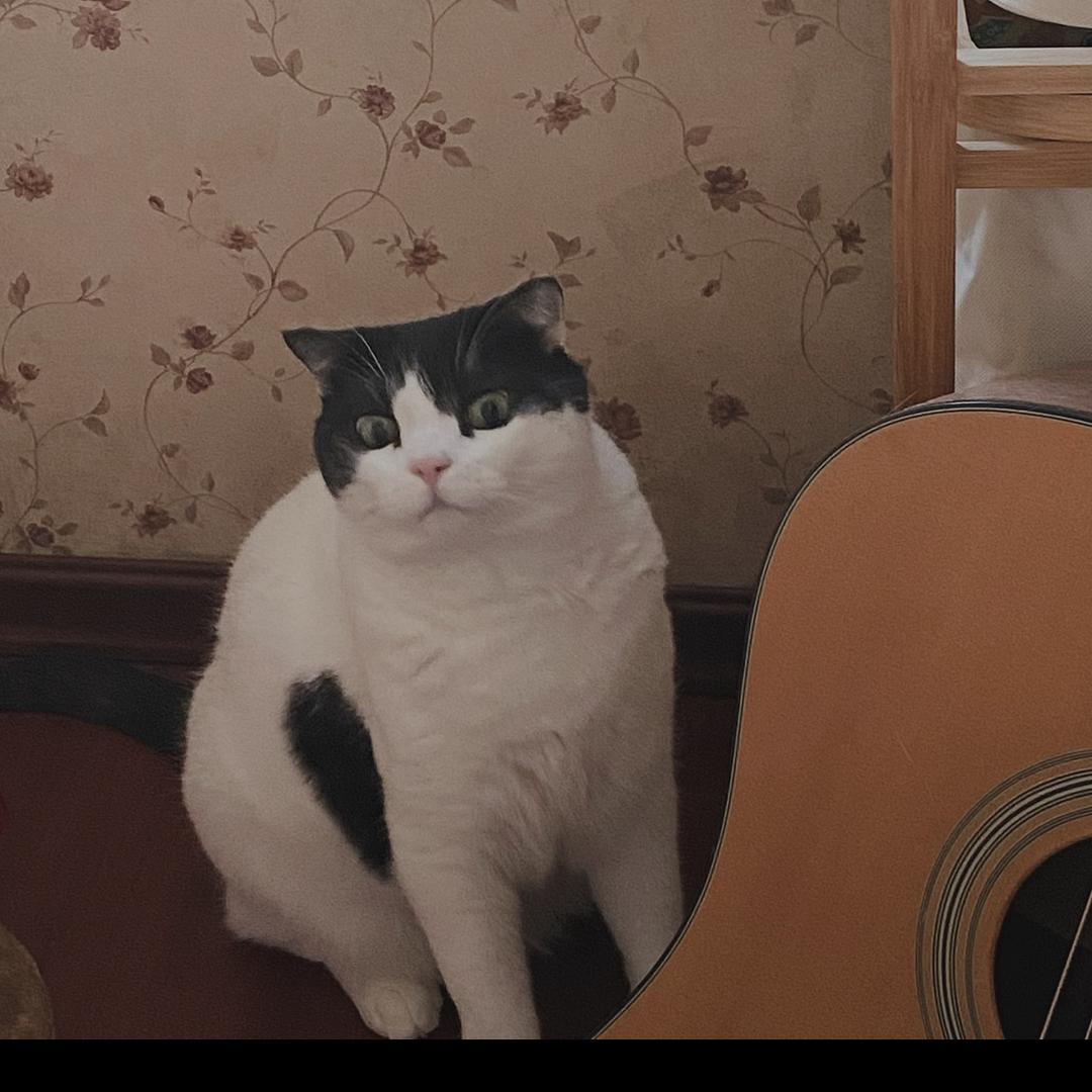 涵筱筱有只奶牛猫😽