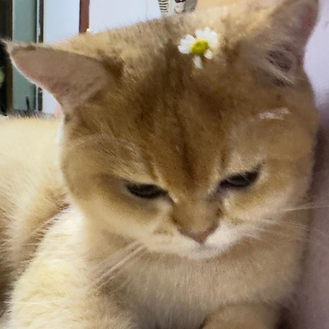 圆宝不是只肥喵🐈