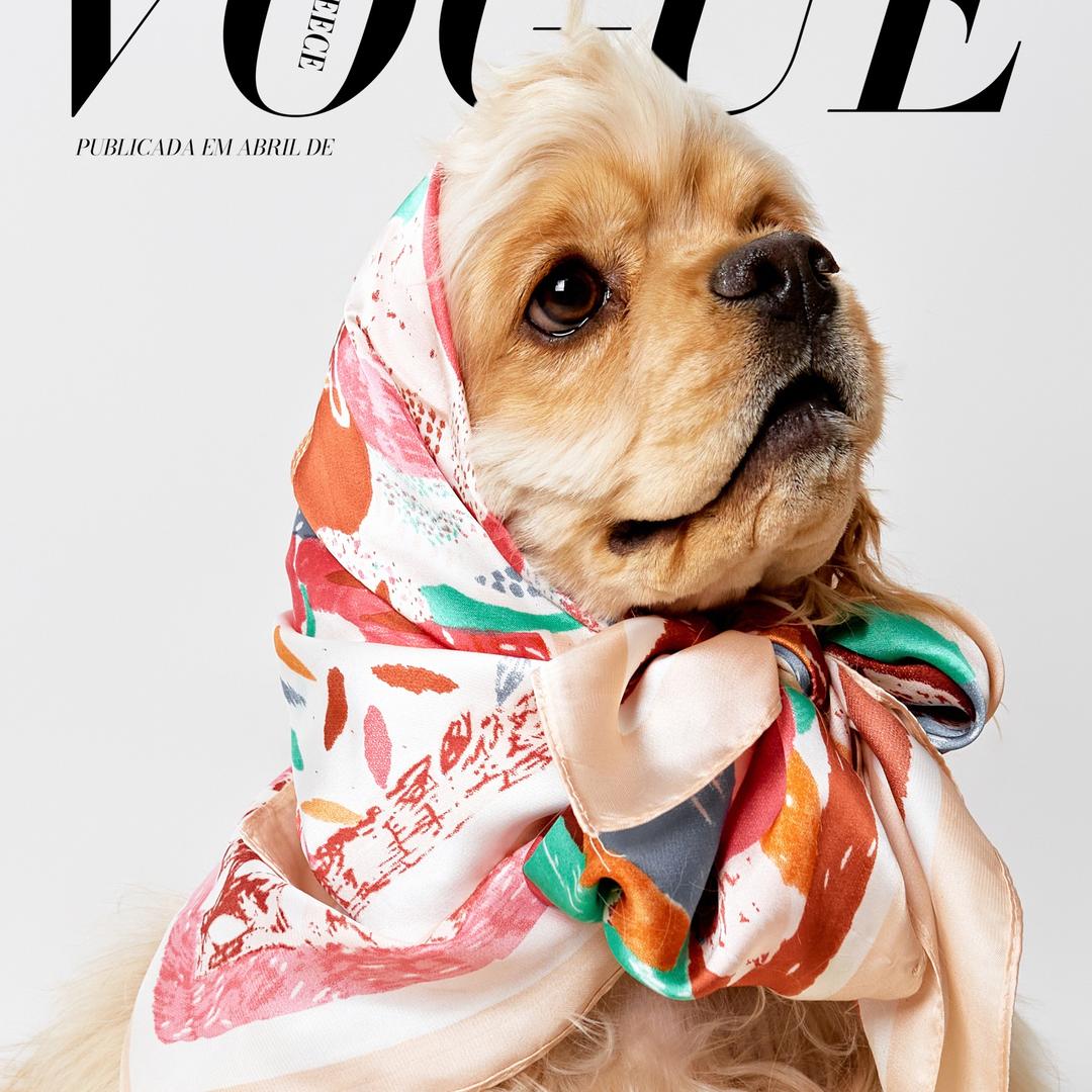 云旗精品美卡犬（直播号）