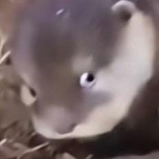 燕鸾