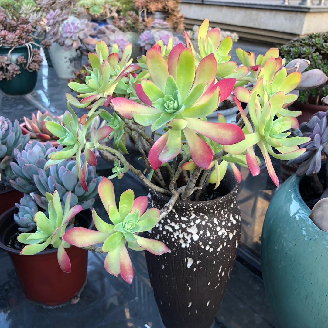整点小花园