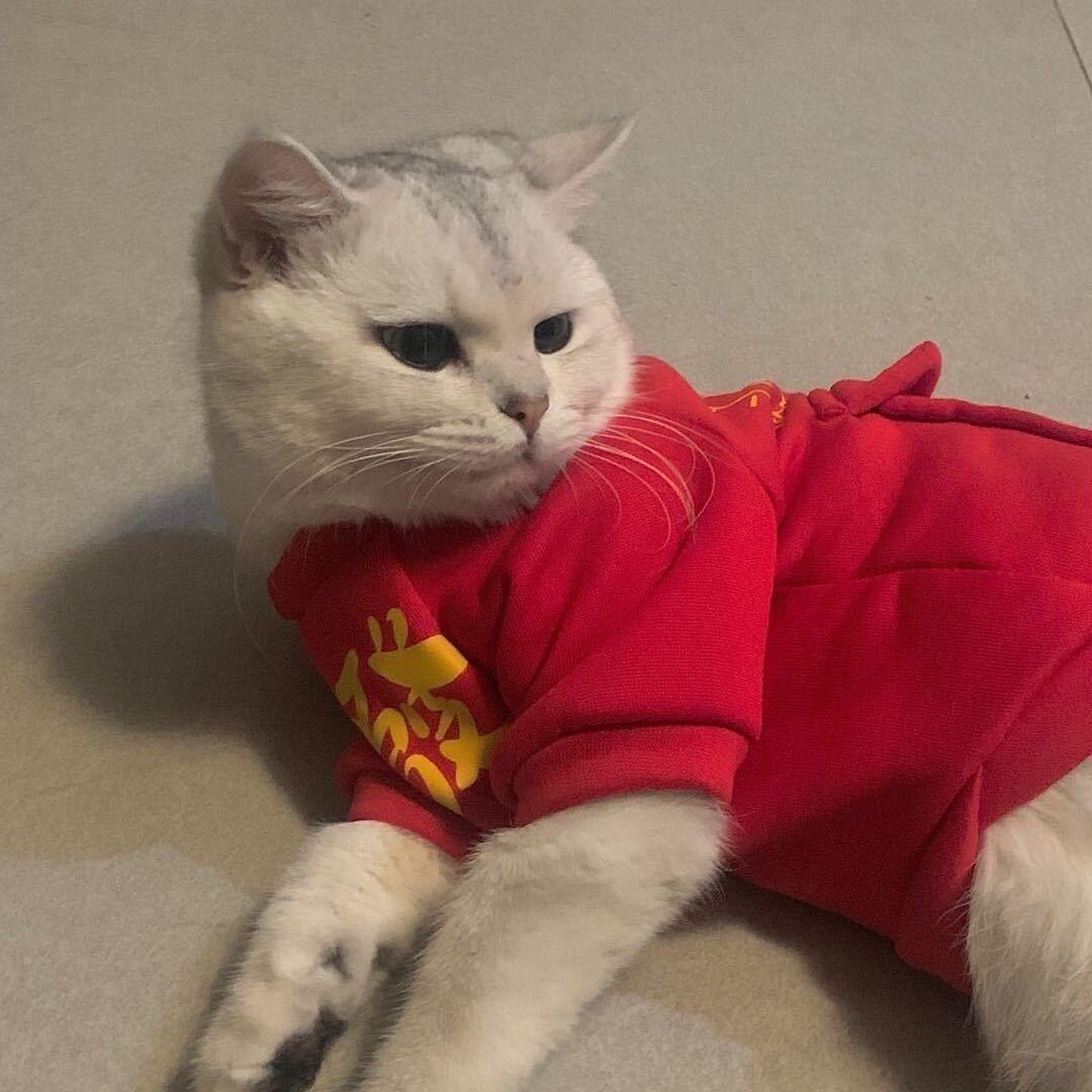 陳陳